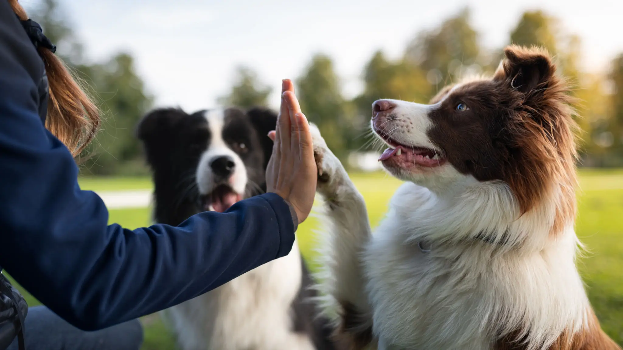 A person giving a high-five to a dog outdoors.