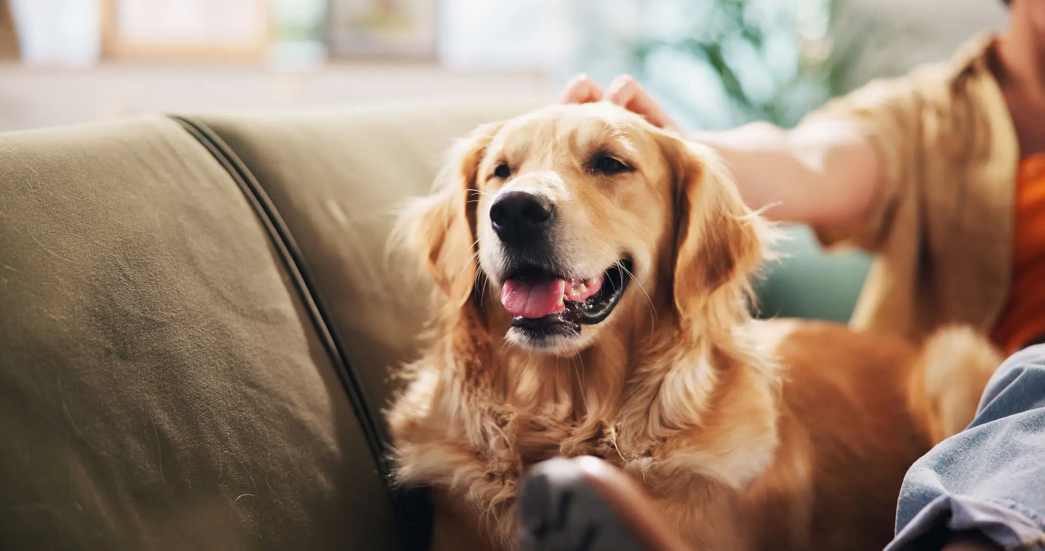 Happy golden retriever resting on a couch.