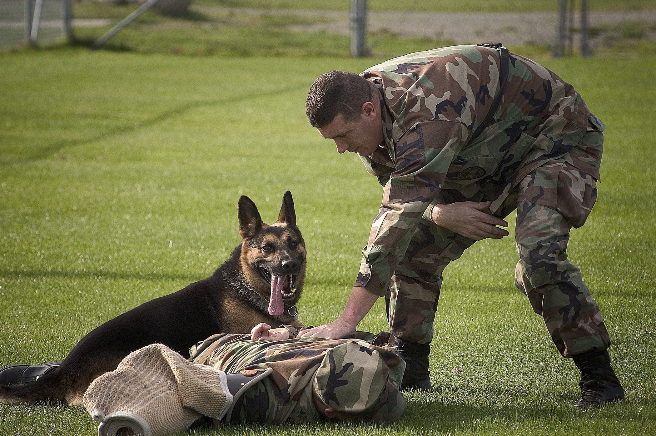 Soldier training a German Shepherd during a military exercise.