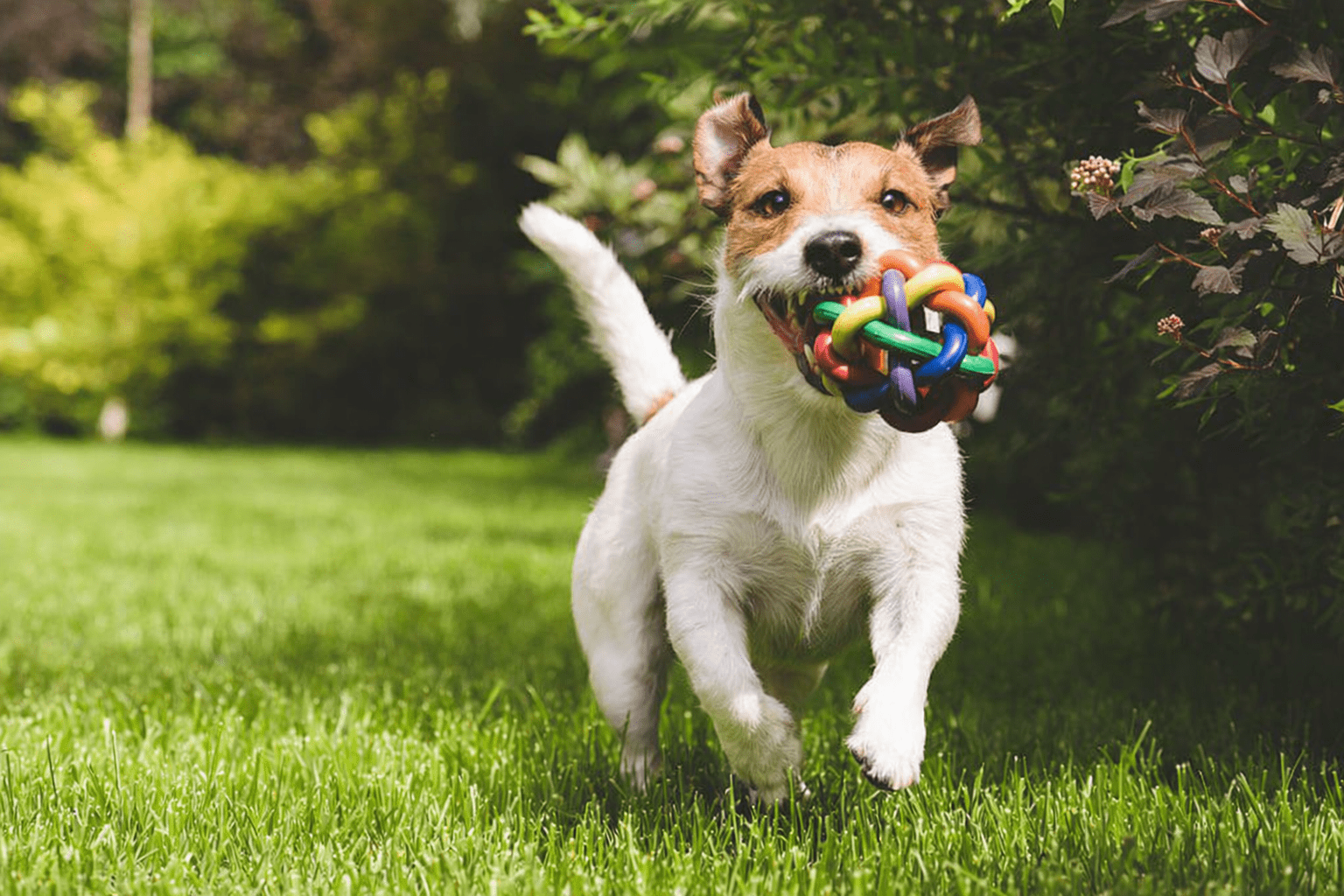 A joyful dog runs with a colorful toy in its mouth on green grass.