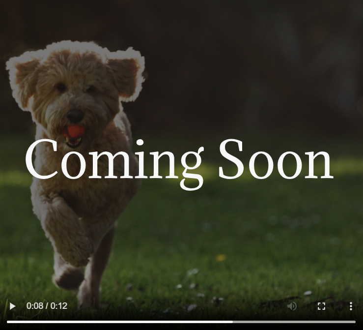 A dog running with a ball in its mouth on grass.