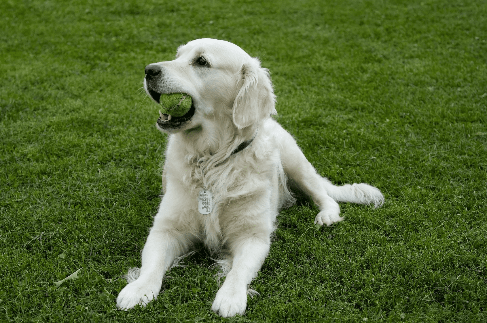 A golden retriever lying on grass with a tennis ball in its mouth.