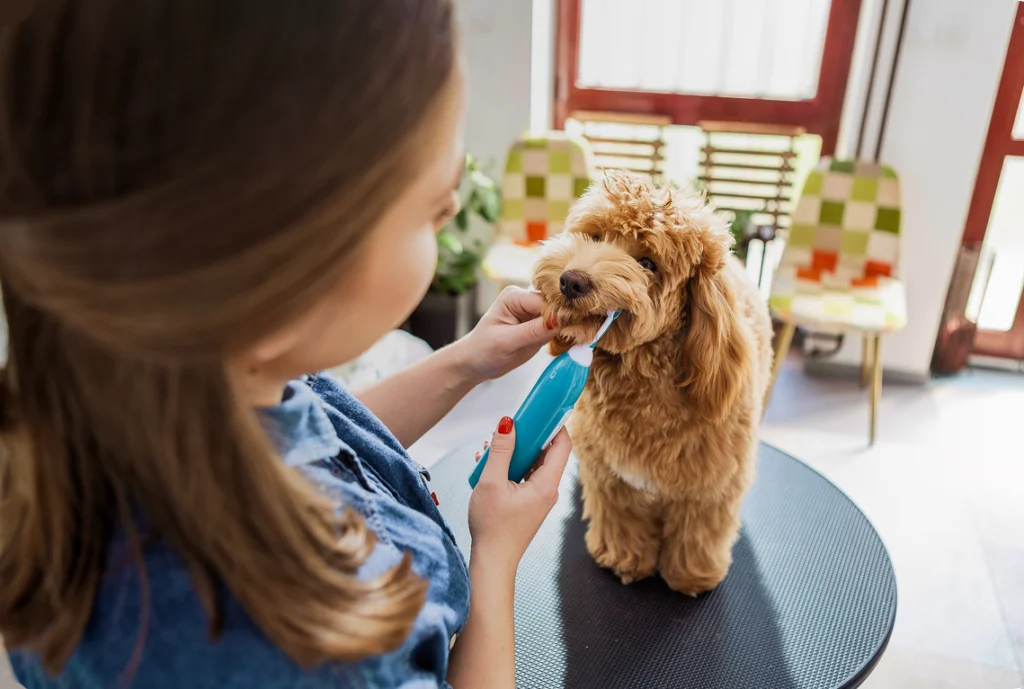 A woman grooming a small brown poodle using an electric clipper.
