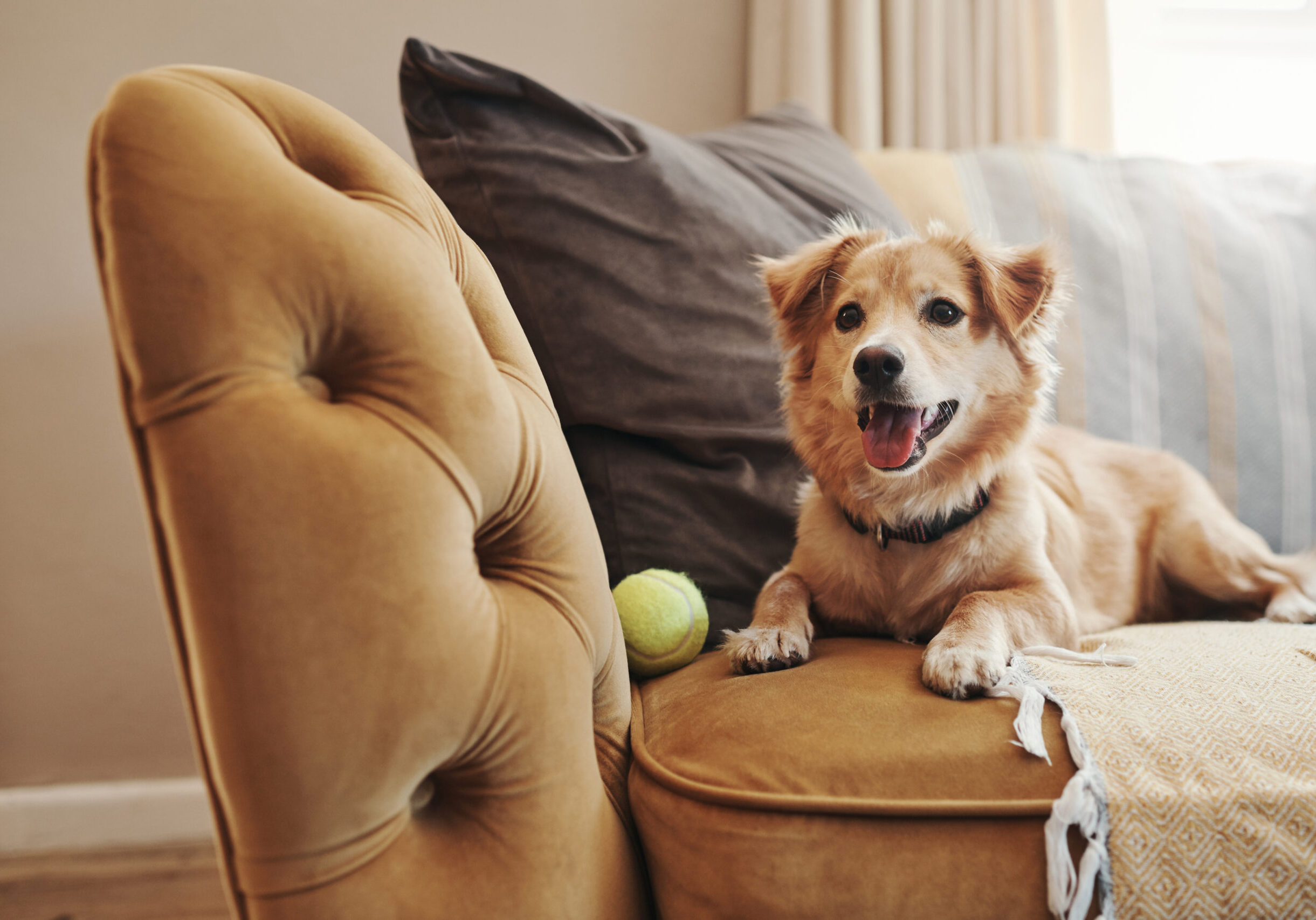 Happy dog relaxing on a brown couch with a tennis ball.