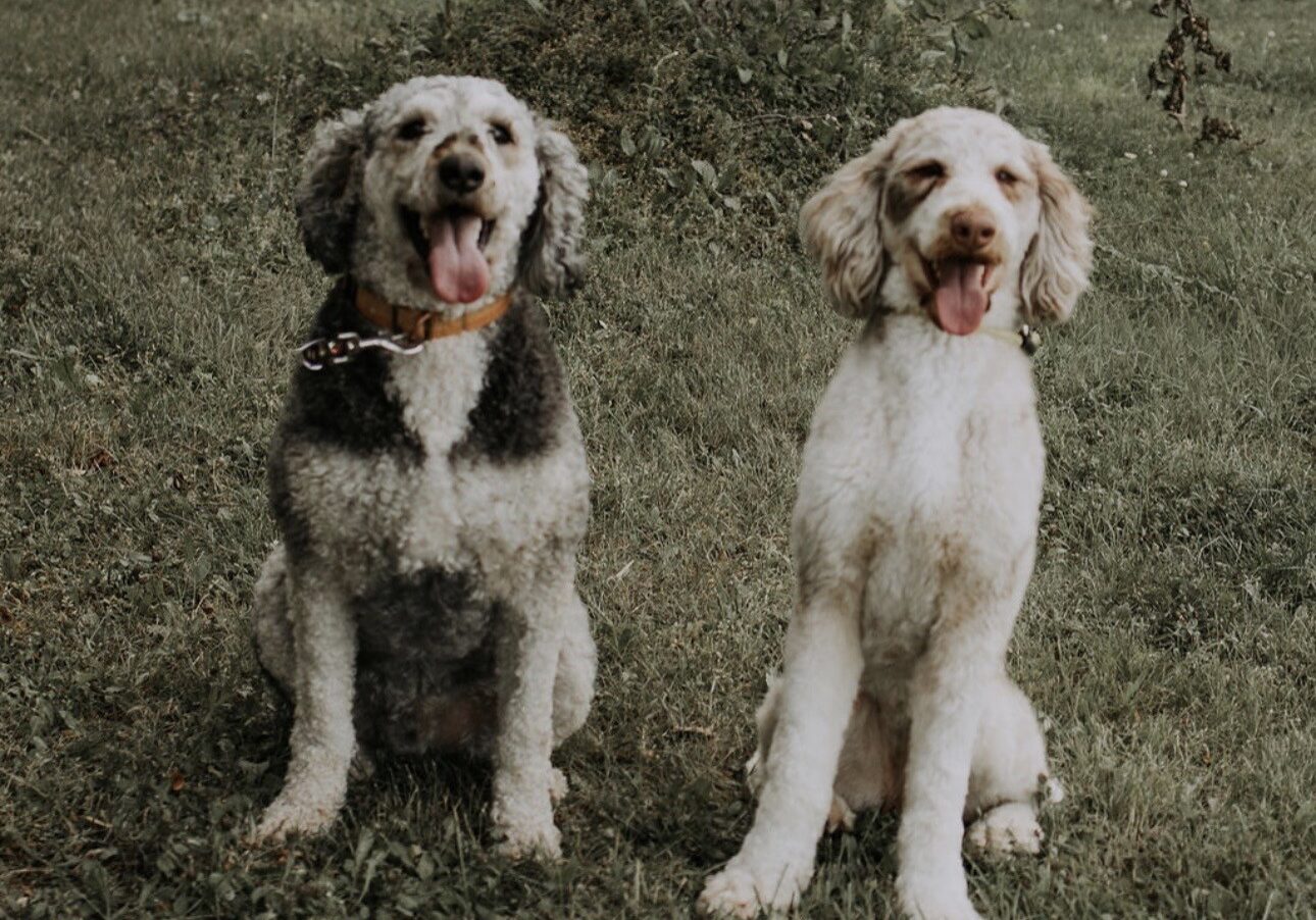 Rowdy and Phoenix pic