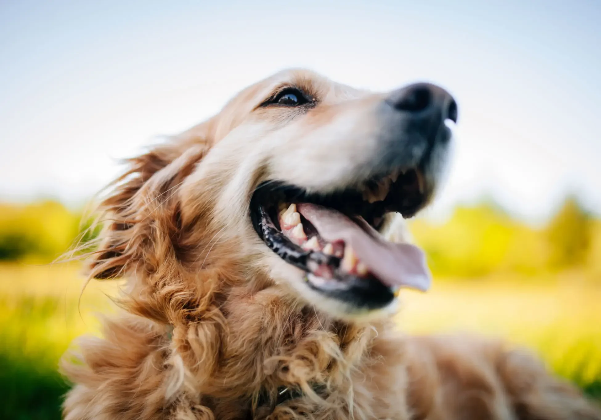 Golden retriever with mouth open, looking happy outdoors.