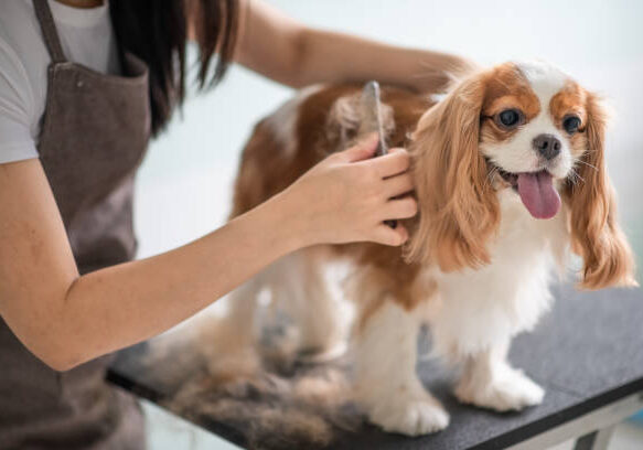 a chinese female dog groomer grooming a Cavalier King Charles Spaniel dog